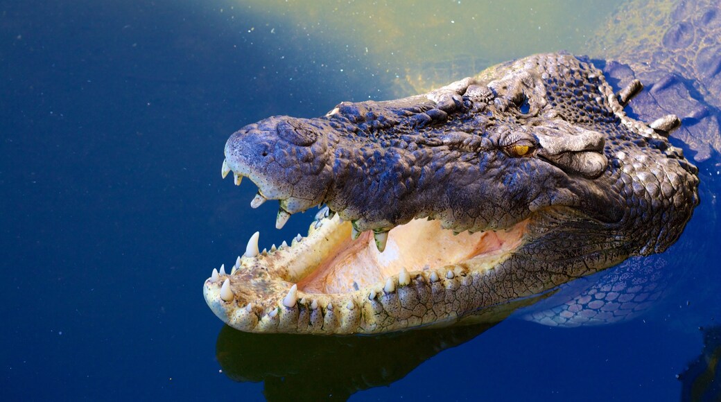 Crocodylus Park que inclui um lago, animais de zoológico e animais perigosos