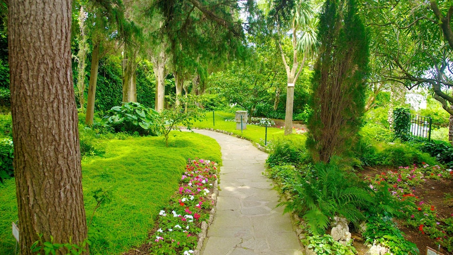 Villa San Michele showing a garden, flowers and tropical scenes
