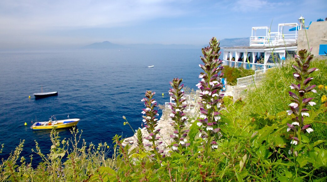 Capri og byder på udsigt over kystområde, blomster og klippekystlinje
