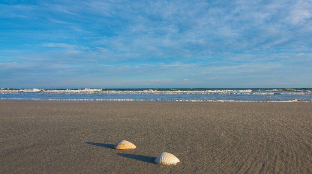 Huntington Beach State Park which includes general coastal views, landscape views and a sandy beach