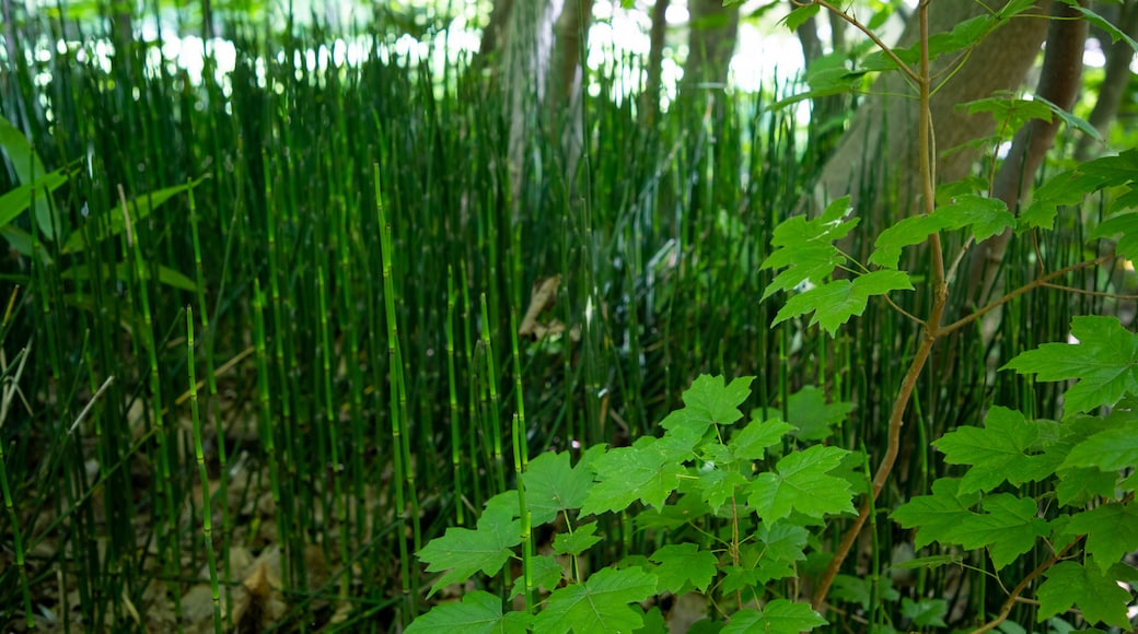 北海道大學植物園