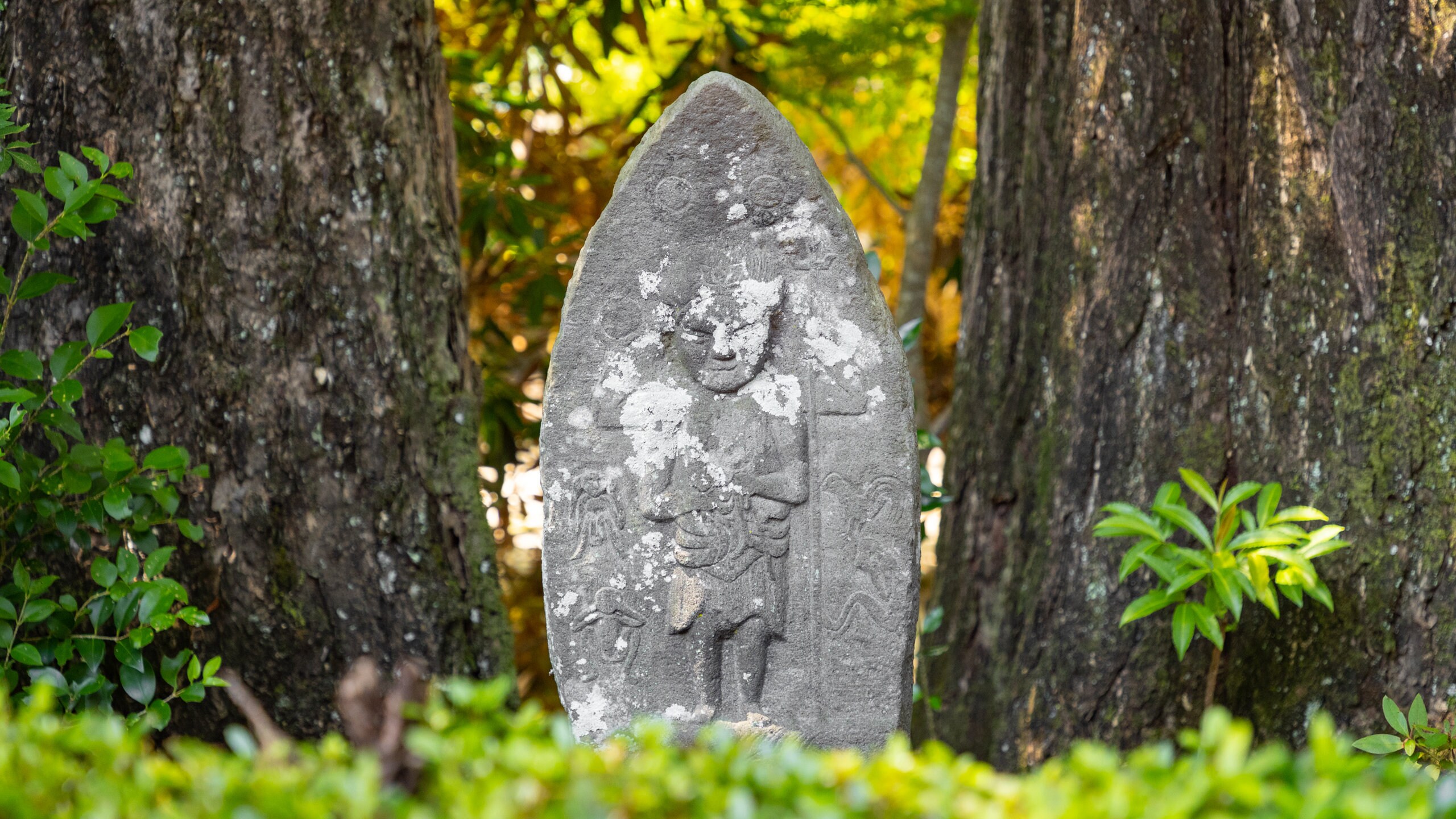 阿蘇くじゅう国立公園 (日本) - ツアーとアクティビティ