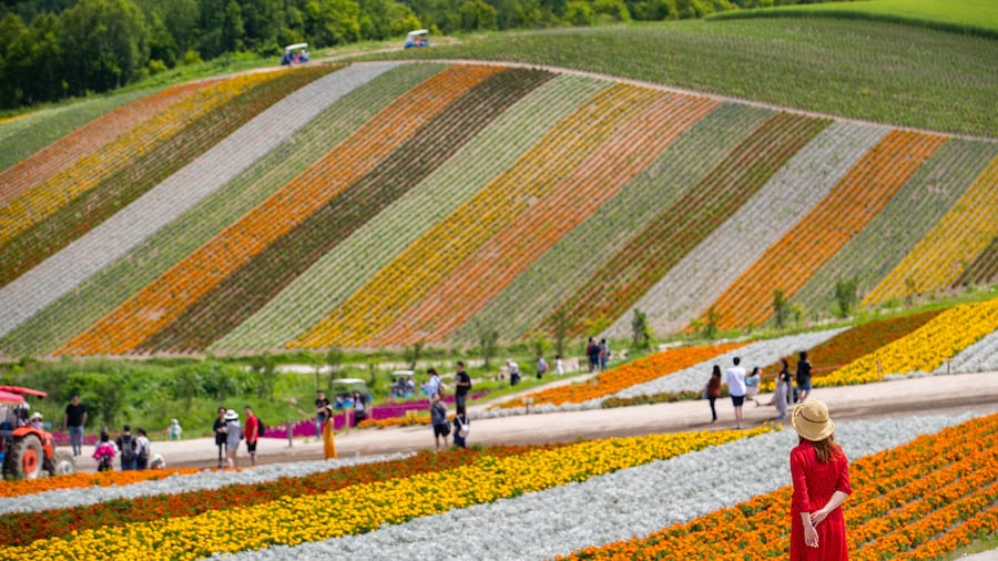 Collina di Shikisai