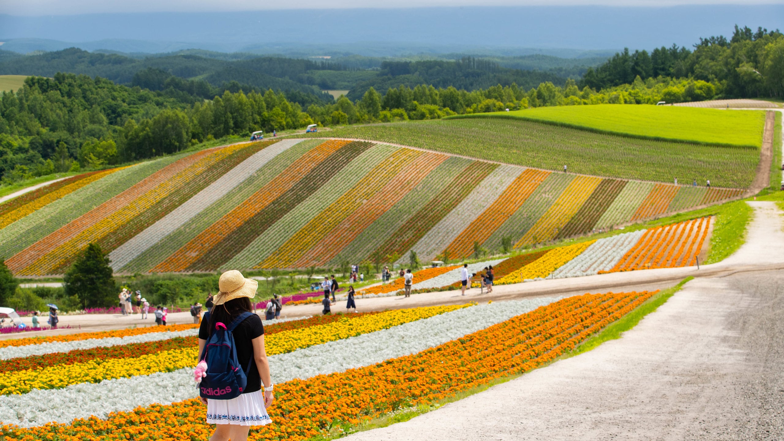 四季彩の丘 (美瑛町) - ツアーとアクティビティ | エクスペディア