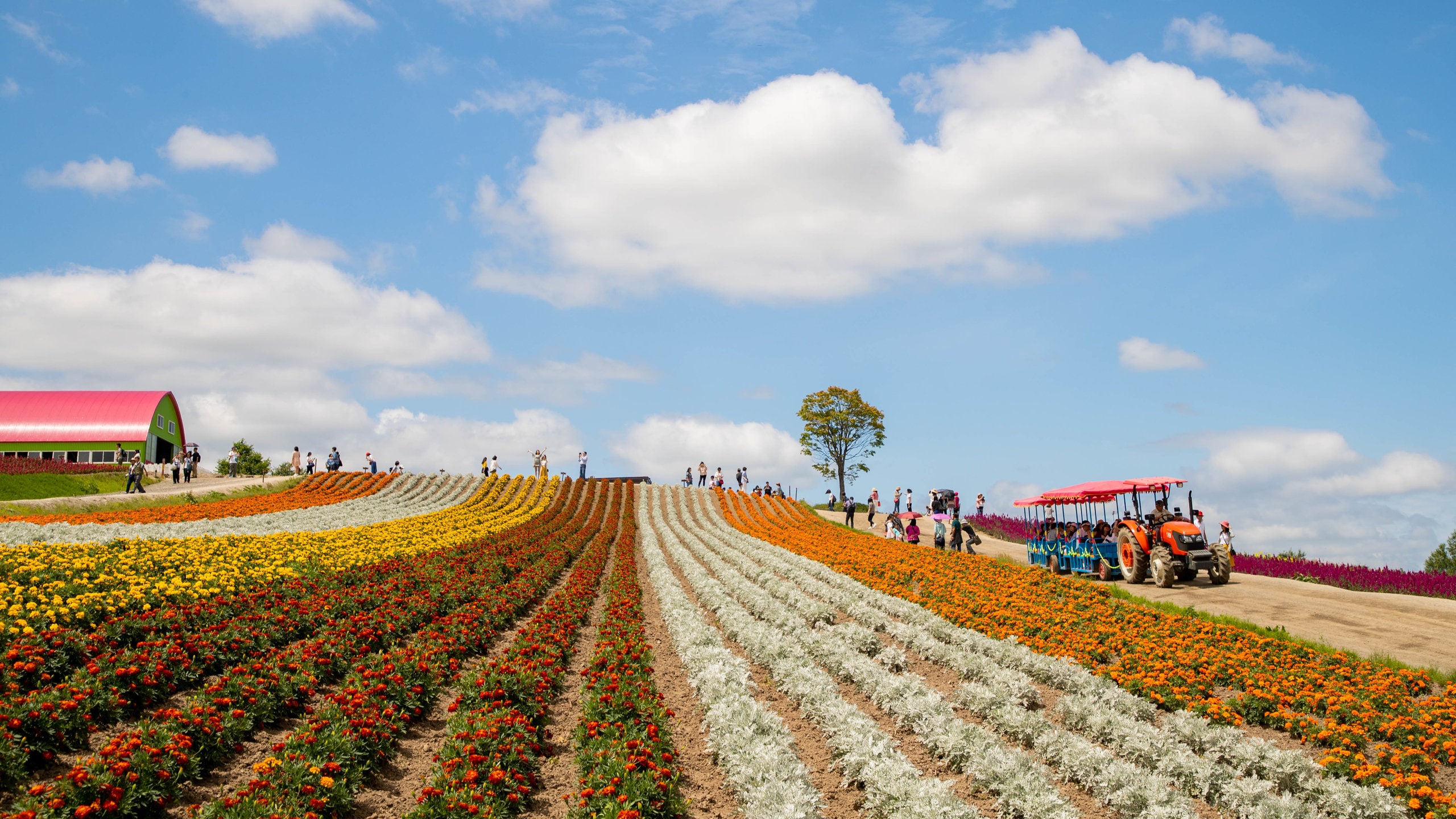 四季彩の丘 (美瑛町) - ツアーとアクティビティ | エクスペディア