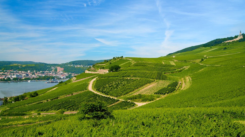 Rheingau Wine Region which includes farmland, tranquil scenes and landscape views