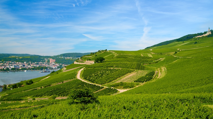 Rheingau Wine Region which includes farmland, tranquil scenes and landscape views