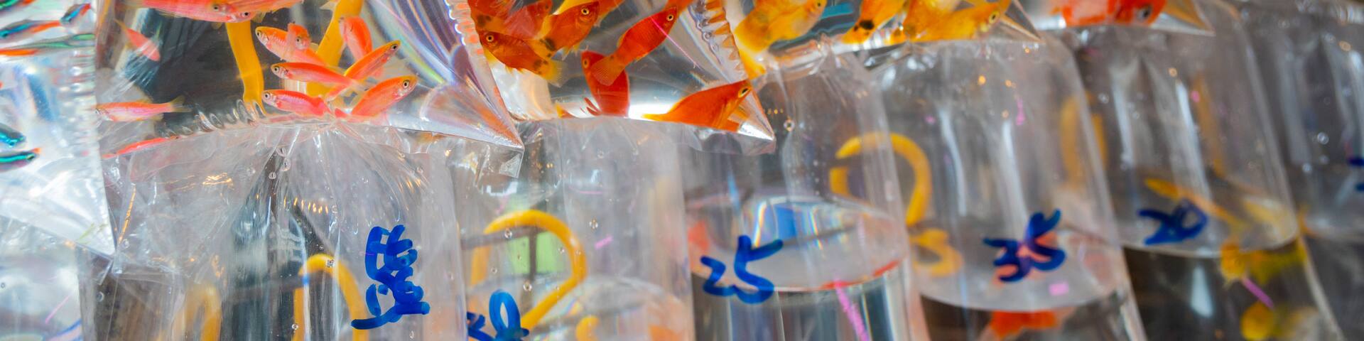 Goldfish Market showing marine life and markets