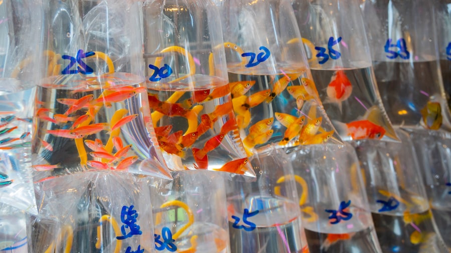 Mercado Goldfish Market