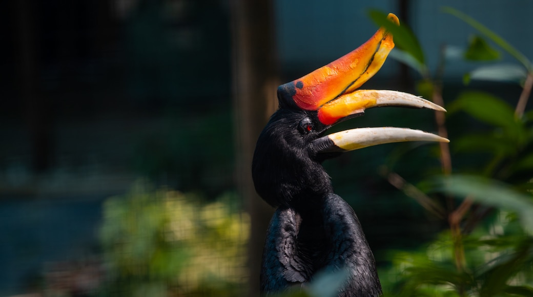 Hong Kong SAR showing bird life