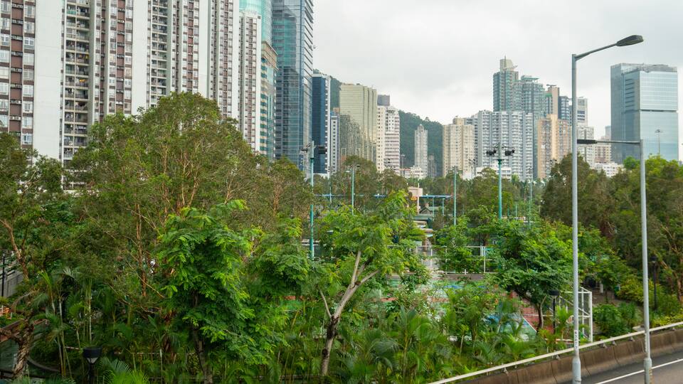 Quarry Bay showing a city