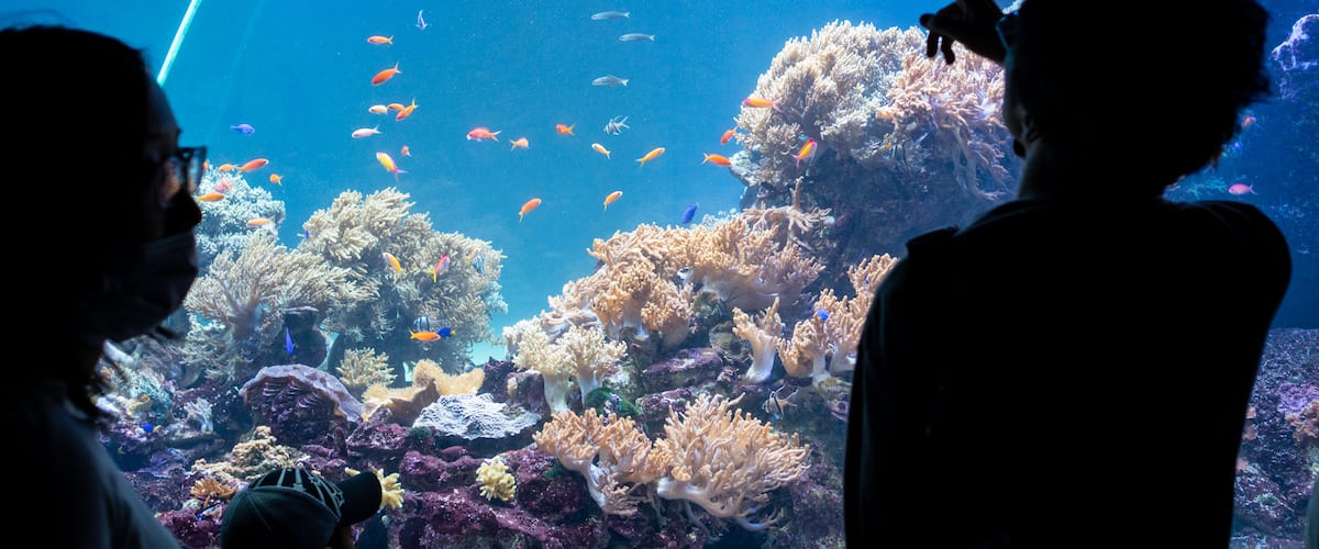The Sunshine 60 Observatory showing marine life and interior views