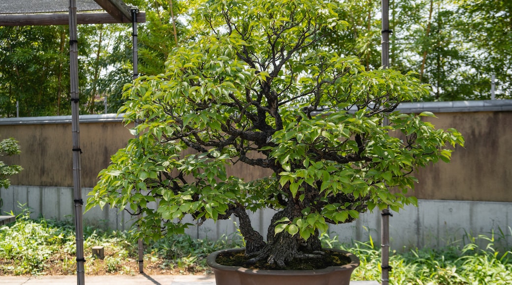 Omiya Bonsai Art Museum which includes a garden