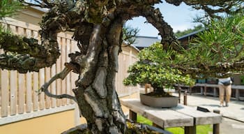 Omiya Bonsai Art Museum which includes a park