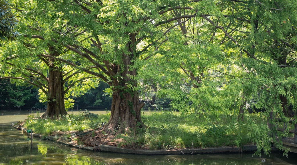 Omiya Park featuring a pond and a park