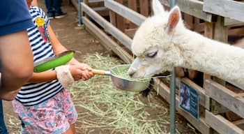 Chiba Zoological Park featuring zoo animals and cuddly or friendly animals as well as an individual child