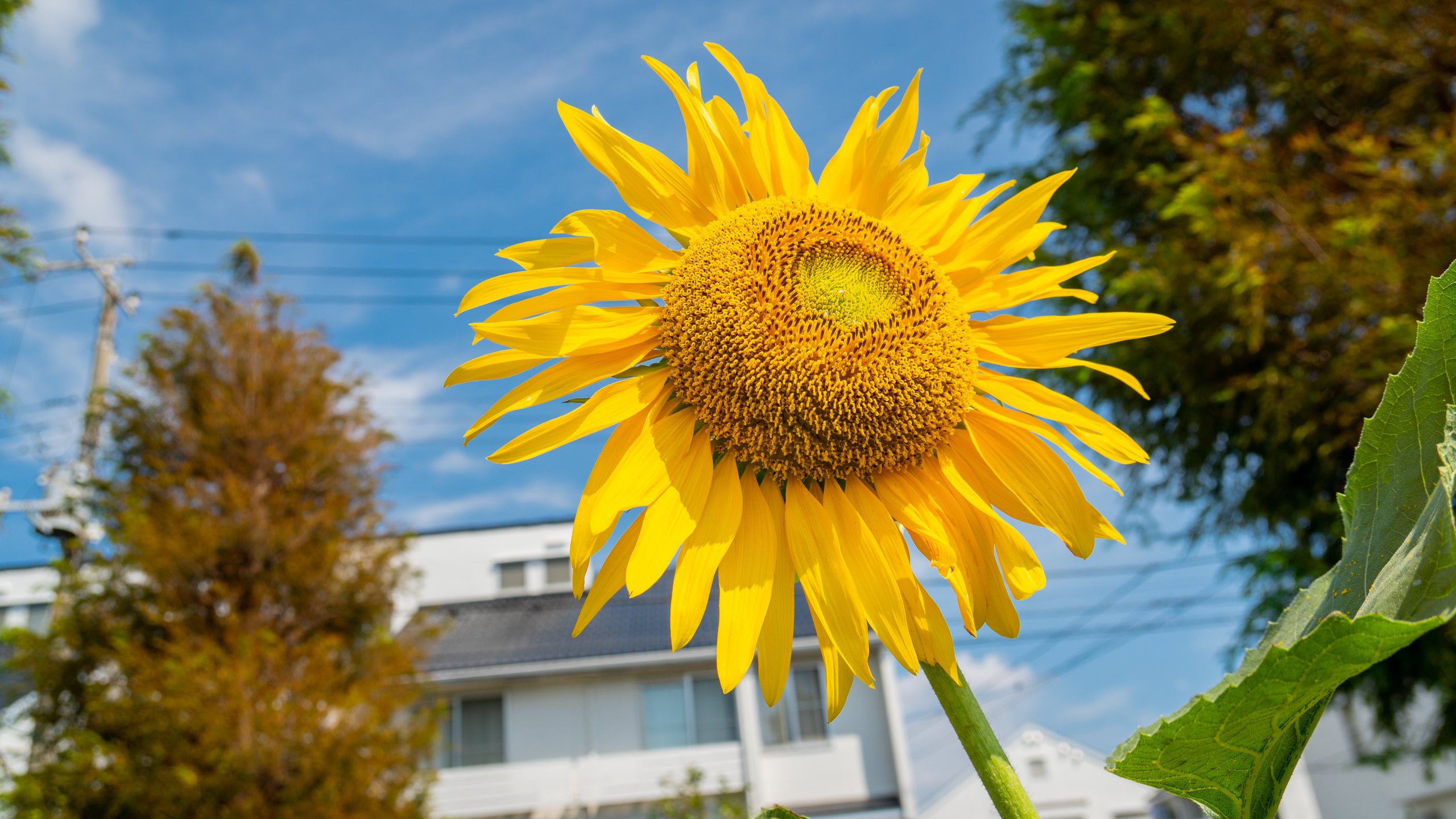 Urayasu showing flowers
