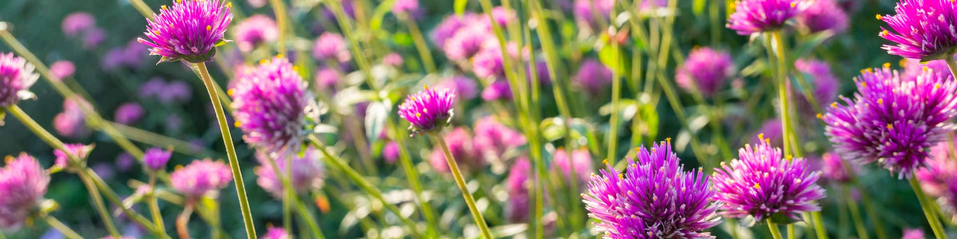 Sakura-no-Yama Hill featuring wildflowers