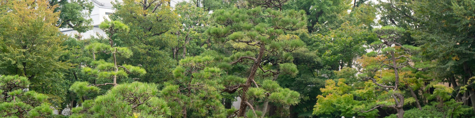 Kyu Yasuda Garden which includes a pond and a park