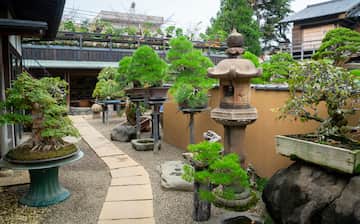 江戶川春花園盆栽美術館熱門旅遊景點 22 春花園盆栽美術館觀光景點推薦 Expedia Com Tw 江戶川春花園盆栽美術館熱門旅遊景點 22 春花園盆栽美術館觀光景點推薦 Expedia Com Tw