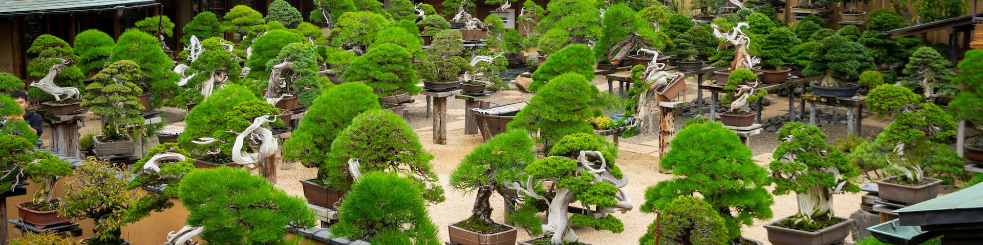 Shunkaen Bonsai Museum