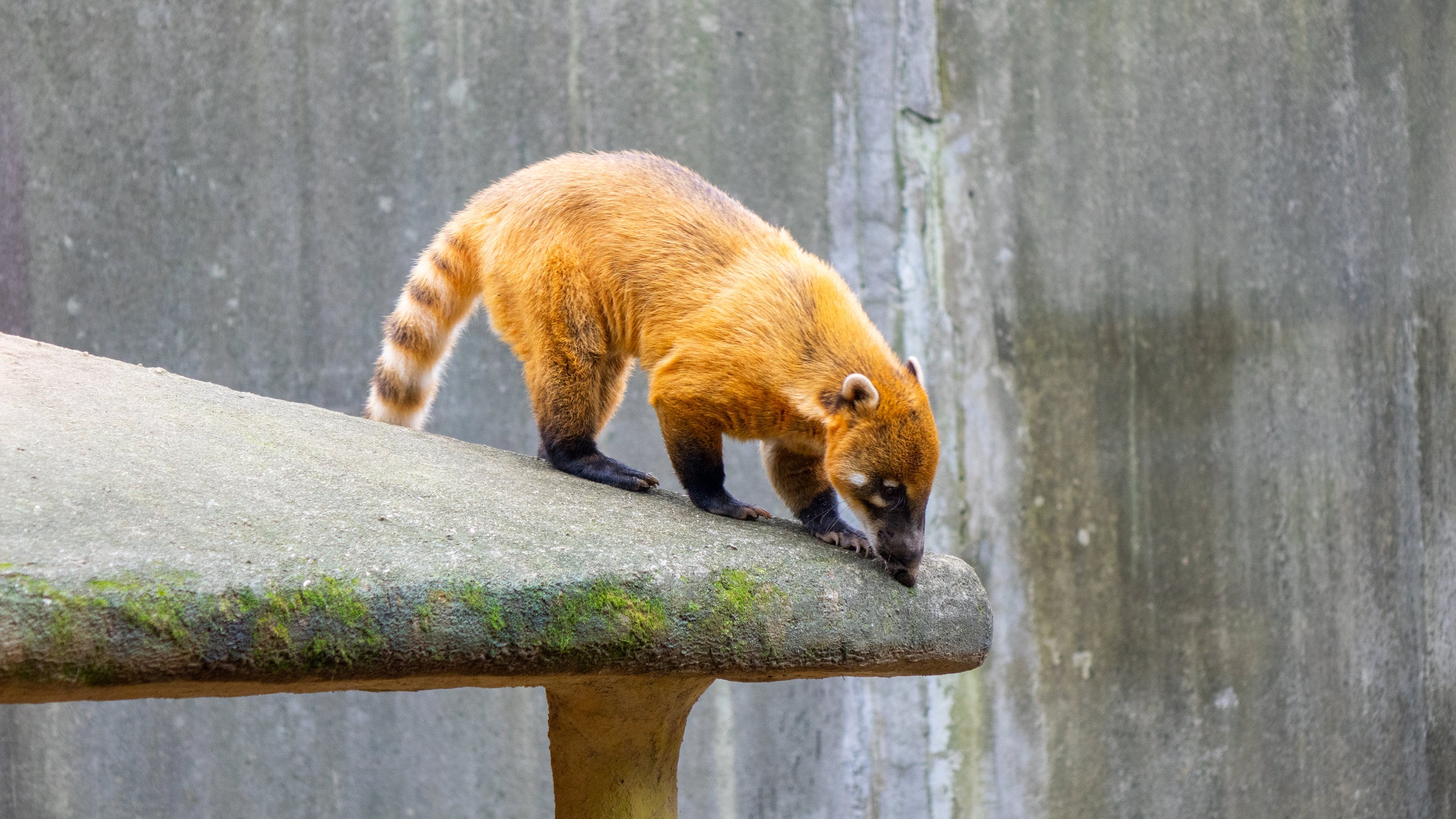 Wakaba必去景點 Wakaba千葉市動物公園觀光旅遊景點介紹 Expedia Com Tw