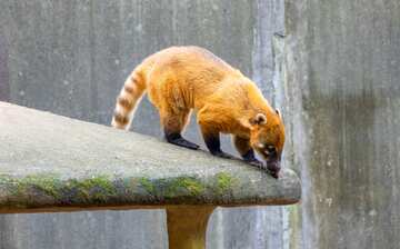 Wakaba必去景點 Wakaba千葉市動物公園觀光旅遊景點介紹 Expedia Com Tw Wakaba必去景點 Wakaba千葉市動物公園觀光旅遊景點介紹 Expedia Com Tw