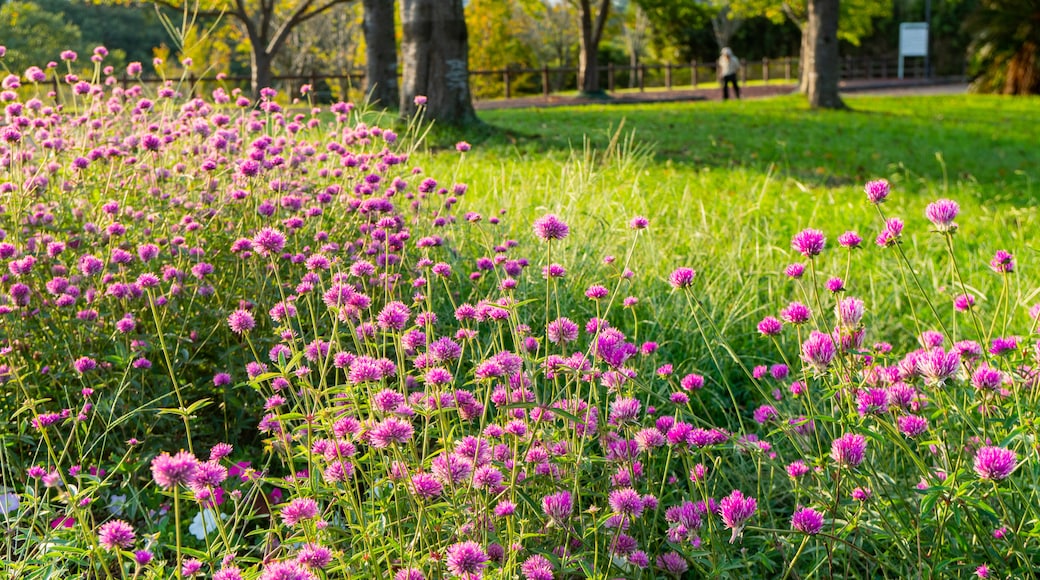 Sakura-no-Yama Hill which includes wildflowers and a garden