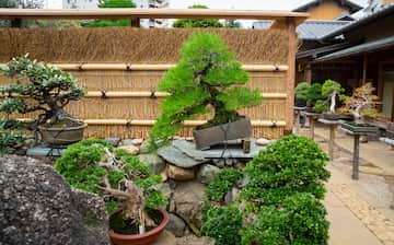 江戶川春花園盆栽美術館熱門旅遊景點 22 春花園盆栽美術館觀光景點推薦 Expedia Com Tw 江戶川春花園盆栽美術館熱門旅遊景點 22 春花園盆栽美術館觀光景點推薦 Expedia Com Tw