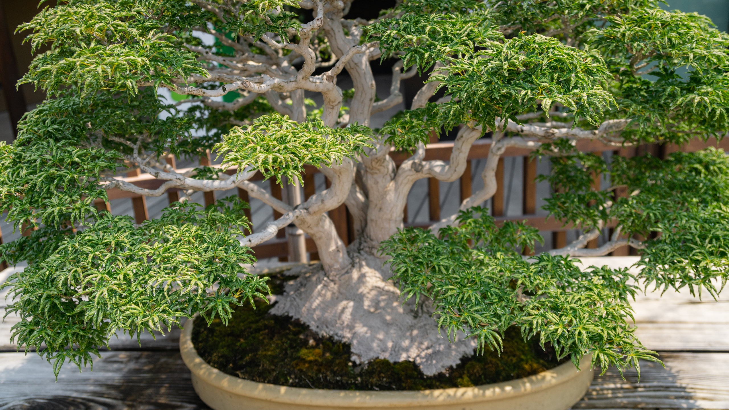 Omiya Bonsai Art Museum