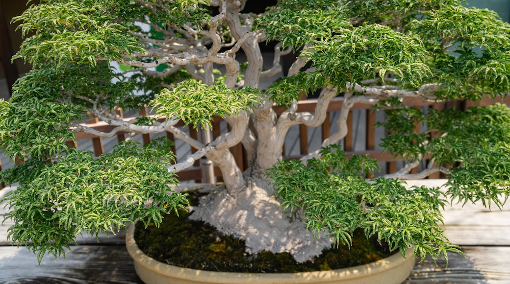 MusĂ©e d'Art Ćmiya Bonsai