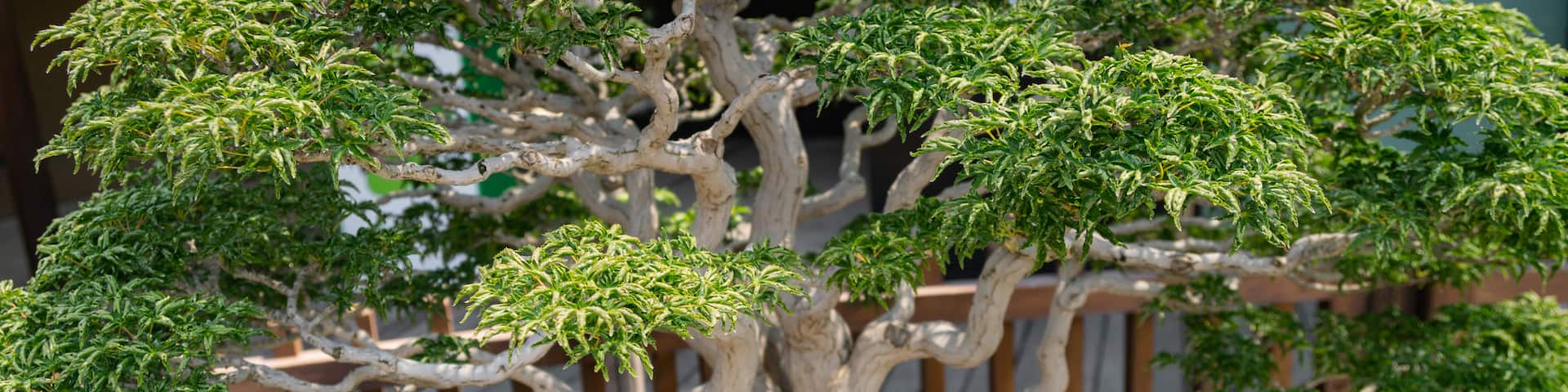 Omiya Bonsai Art Museum
