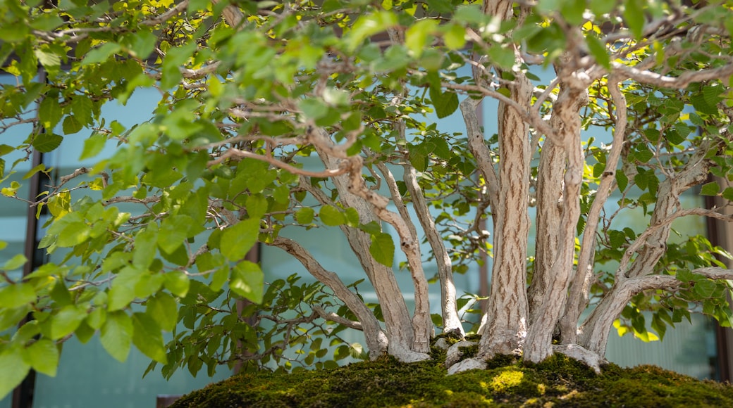 Bảo tàng Nghệ thuật Bonsai Omiya