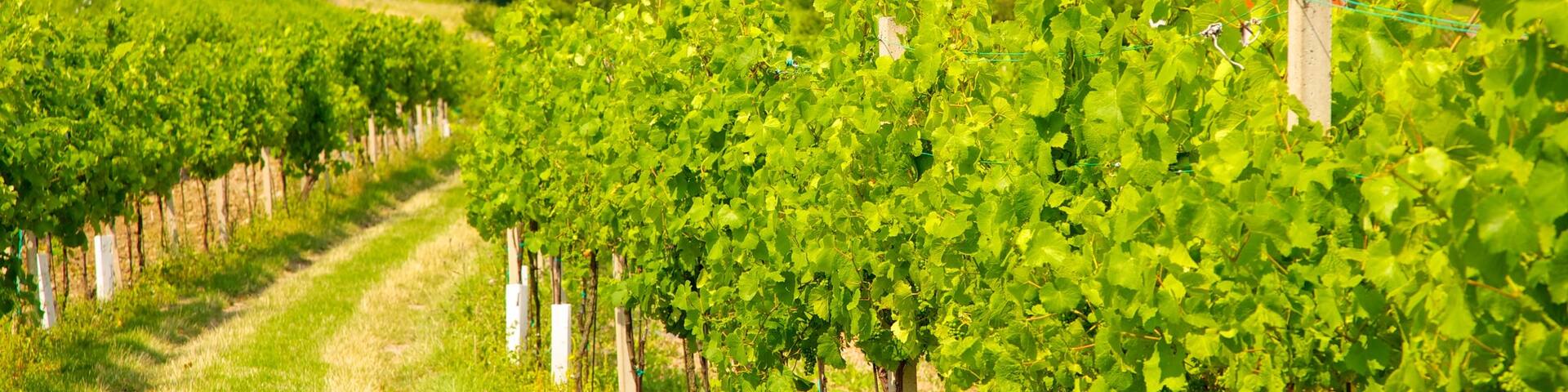 Wien das einen Farmland