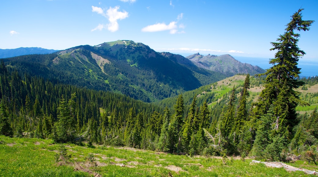Hurricane Ridge Visitors Center