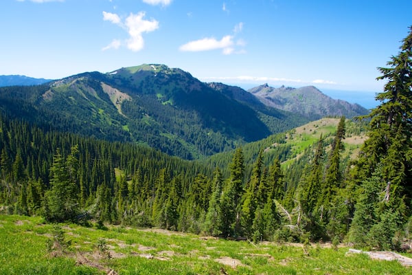 Hurricane Ridge Visitors Center showing mountains, landscape views and forests