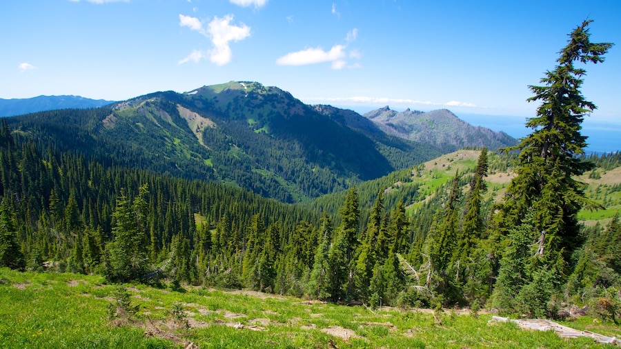 Centre d\'accueil des visiteurs Hurricane Ridge montrant scĂšnes tranquilles, montagnes et scĂšnes forestiĂšres