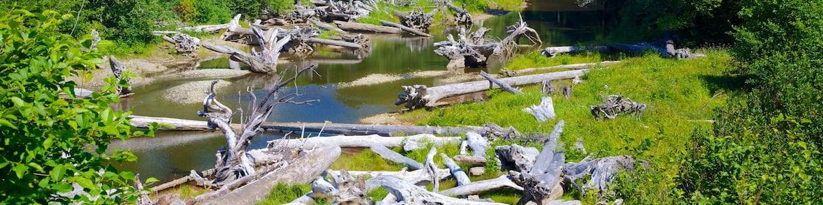 Kalaloch das einen Wälder und Fluss oder Bach