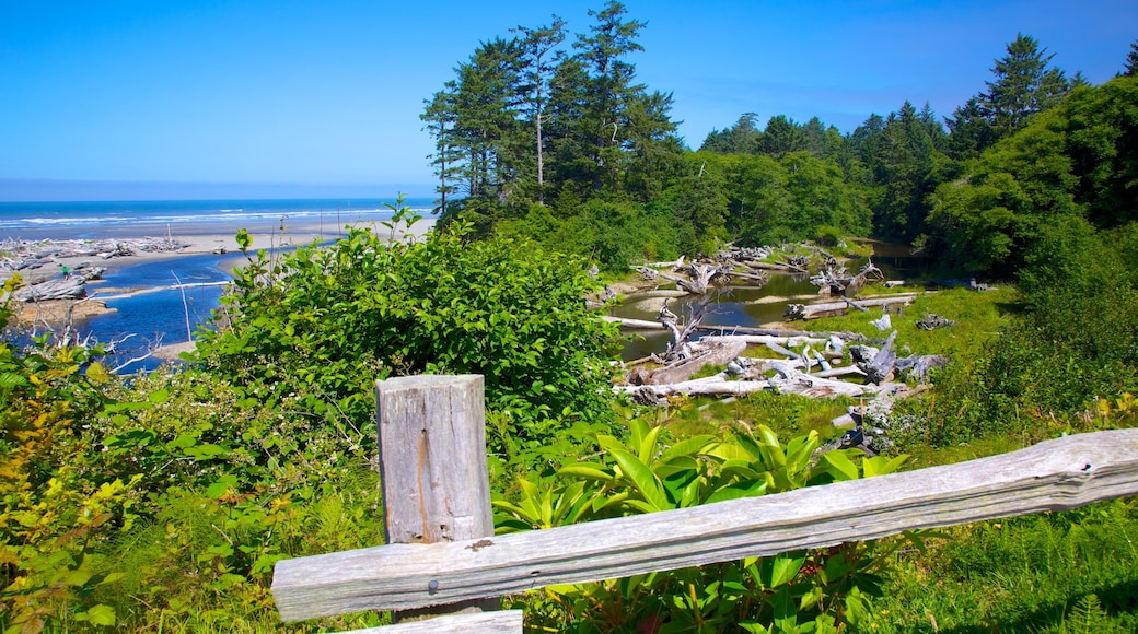 Kalaloch featuring general coastal views, forest scenes and a river or creek