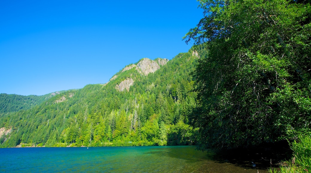 Olympic National Park showing landscape views, forest scenes and mountains