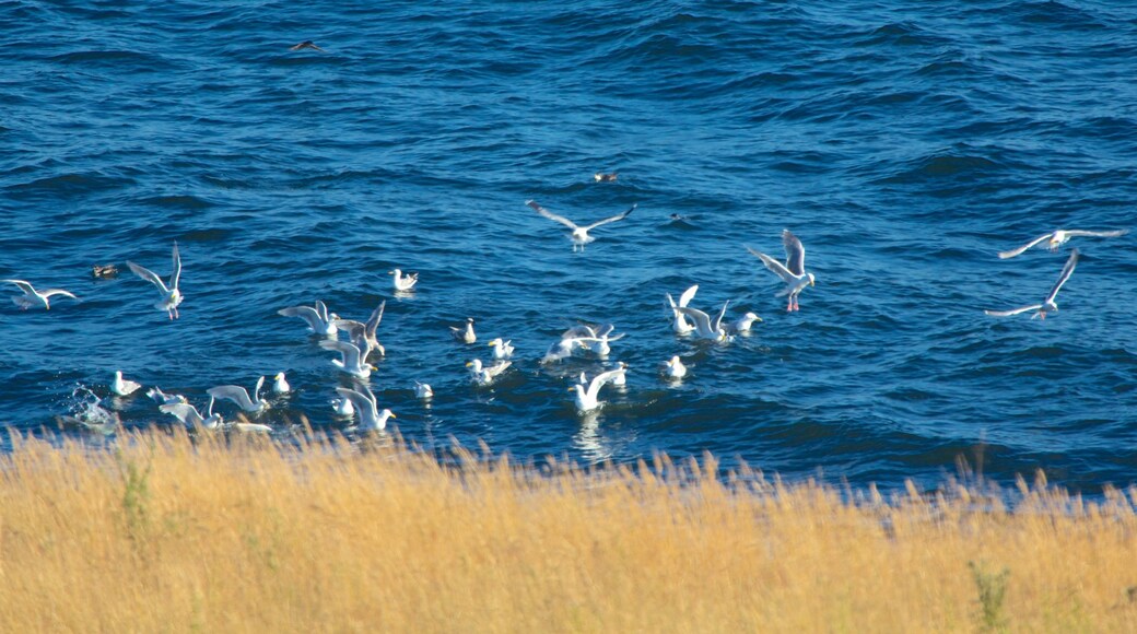 San Juan Island showing general coastal views and bird life