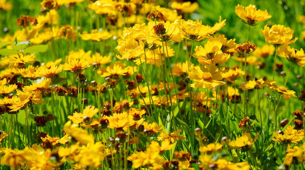 English Camp which includes flowers and wildflowers