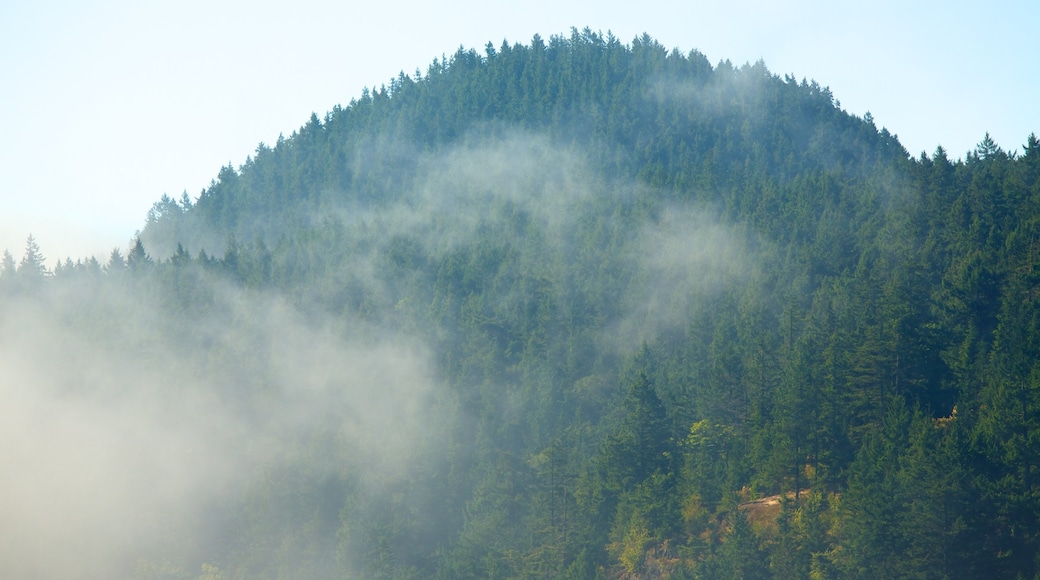 Isla Orcas que incluye escenas forestales, neblina o niebla y vistas de paisajes