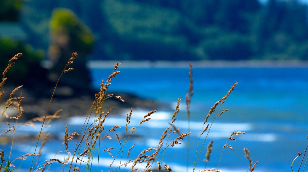 Olympic National Park som visar kustutsikter