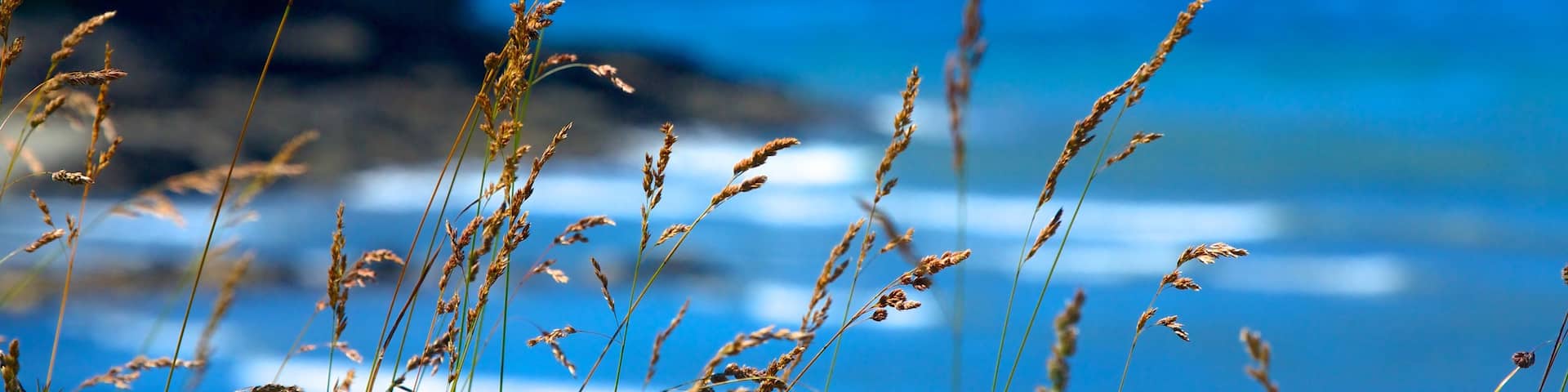 Olympic National Park showing general coastal views
