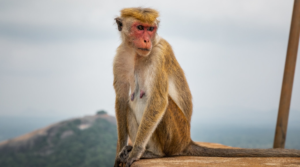 Sigiriya showing cuddly or friendly animals