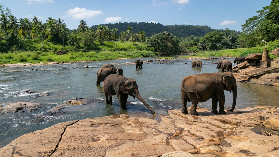 Pinnawala Elephant Orphanage