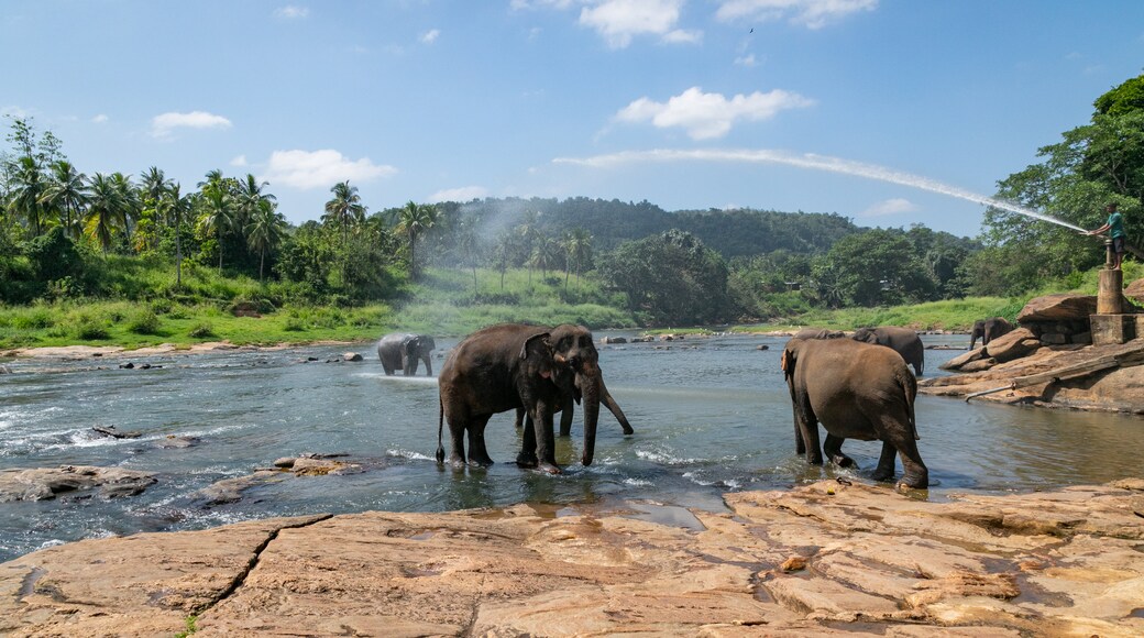 Pinnawela Elephant Orphanage which includes tranquil scenes, a river or creek and land animals