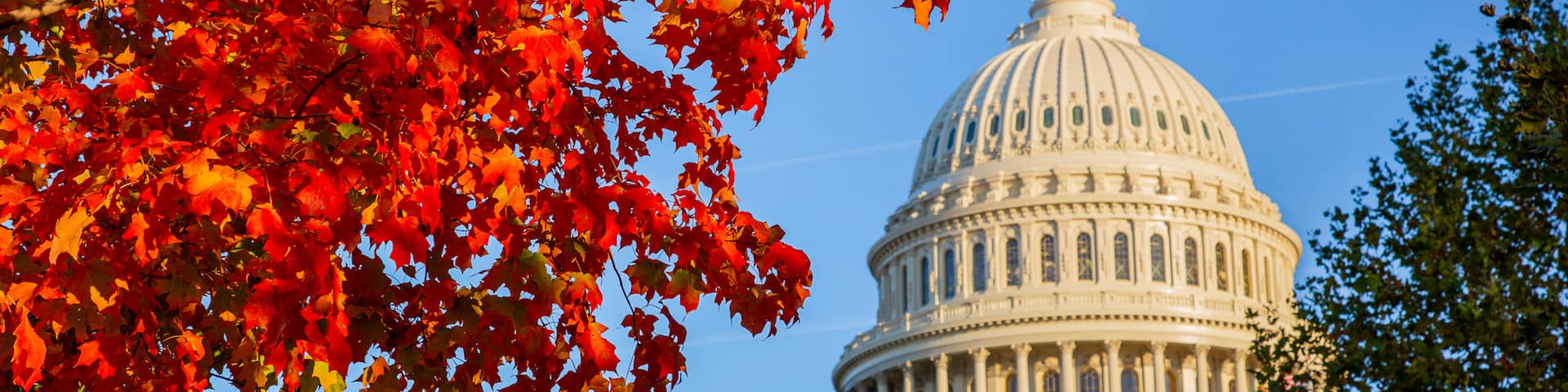 United States Capitol showing an administrative buidling, heritage architecture and autumn leaves