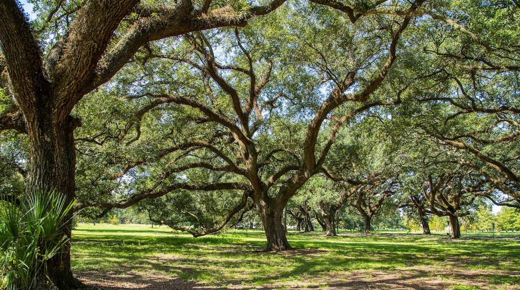 City Park